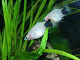 熱帯魚